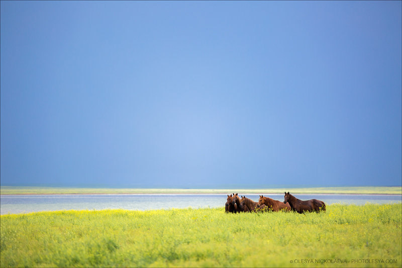 (остров диких лошадей) © Олеся Николаева 2016. photolesya.com