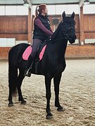 шикарный мерин