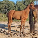 ГНЕДОЙ ГОЛШТИНСКИЙ ЖЕРЕБЕЦ