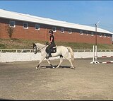 кобыла в детскую выездку