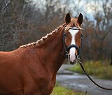 Мерин 2023 г.р в спорт 