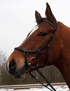 Анатомическая ROYAL HORSE ANATOMIC (Италия)
