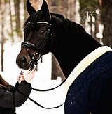 МЕРИН НА ЮНОШЕСКИЕ ЕЗДЫ