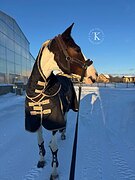 СТАРТОВАЛА В ЕВРОПЕ ДО 120