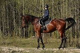 КОБЫЛА В ХОББИ, ДЕШЕВО