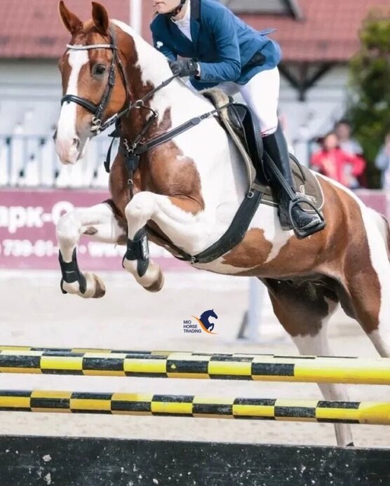 Спортсмены контакты