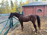 Жеребец 