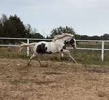 Хобби мерин 2022 г.р.