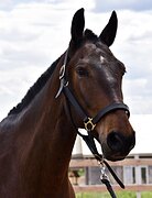 Высокий мерин в конкур 100-110