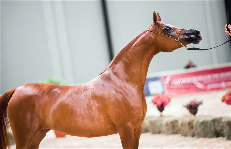 International Arabian Horse Show.  Saint Petersburg, Hipposphere 2015