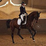 ЖЕРЕБЕЦ 5 ЛЕТ | ЕЗДЫ 76% 