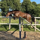 Высокая тракененская кобыл