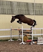 МОЛОДОЙ ВЫСОКИЙ МЕРИН