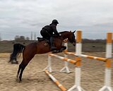 красавица ахалтекинка
