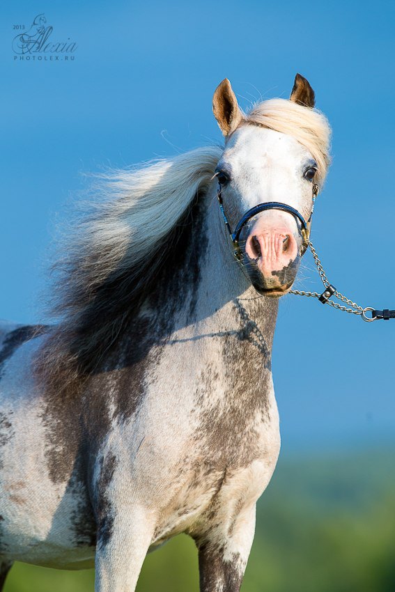 Американская миниатюрная лошадь Strawberry,матка фермы Идальго