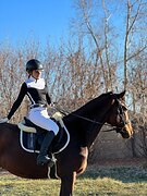 Молодая лошадь в спорт 