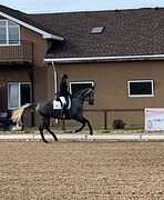  Молодая кобыла 