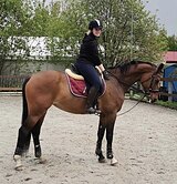 УНИВЕРСАЛЬНАЯ КОБЫЛА