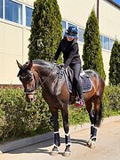 МЕРИН 5 ЛЕТ 170 СМ В ХОЛКЕ