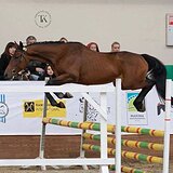 МЕРИН В ЛЮБУЮ ДИСЦИПЛИНУ 