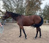 голштинка в спорт