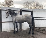 МОЛОДОЙ ЖЕРЕБЧИК