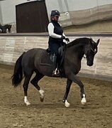 Турнирная лошадь в аренду ( выездка)