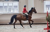 Мерин 2010 г.р, 175 вх