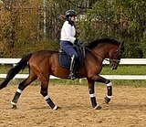 ПОД ЛЮБОГО ВСАДНИКА