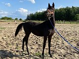 кобылка РВП в спорт