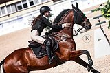 1 250 000Р МЕРИН 9 ЛЕТ