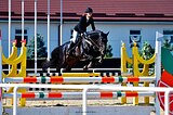 Вестфальский жеребец 0999
