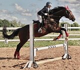 ИМПОРТНАЯ КОБЫЛА В МАТКИ