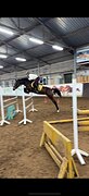Спортивная полукровная