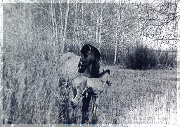 Вот такую лошадку с жеребенком я нашла в старом фотоальбоме моих родителей. Качество, конечно, очень плохое, но они такие милые среди заливного луга...