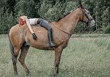 ЧУБАРЫЙ МЕРИН