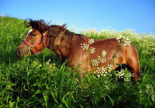 Есть лошади в яблоках, а есть в цветочках...