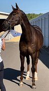 В конкур/ амуниция в подаро