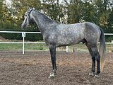 Орловский жер. 2021 гр