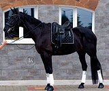 КОБЫЛА 8 ЛЕТ 174 СМ В ХОЛКЕ