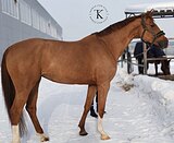 ГОЛШТИНСКАЯ КОБЫЛА 9 ЛЕТ