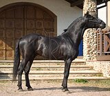 Андалузский мерин 2021 г.р.