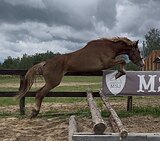 МОЛОДАЯ КОБЫЛА В ЛЮБУЮ ДИСЦ