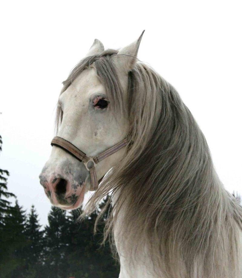 Просто недовольная морда лошадя, потому что любимый снег превращается в дождь )))