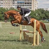 ЖЕРЕБЕЦ В ВЫЕЗДКУ И КОНКУР