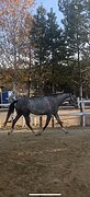 Мерин в спорт 