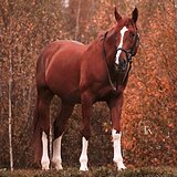 МЕРИН 9 ЛЕТ 165 СМ В ХОЛКЕ