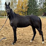 ТРАКЕНЕНСКИЙ МЕРИН 