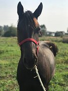 Вороная кобылкк