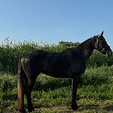 кобыла кросс-фриз 